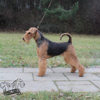 SHER KHAZARIA - SHER KHAZARIAInternational Champion, Junior Champion of Russia, Junior Champion of National Airedale Terrier Club; Champion of Russia, Belorussia, Lituania, 3*RKF, National Airedale Terrier Club, 5*CACIB, BIG, RBIG, HD-A, ED-0 (тесты сделаны в Литве).Рожд. 02.06.2017(о. Int. Ch. Flaire Matterhorn for Sher &amp;amp; м. Int. Ch. Sher Tayga)Владелец: Красилов Виталий (г. Москва)